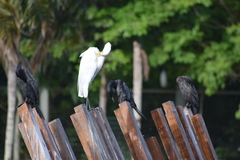 Ardea alba