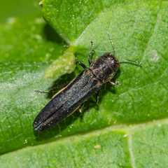 Agrilus bilineatus