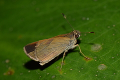 Hesperiidae