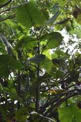 Montrichardia linifera