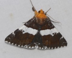 Buzara latizona