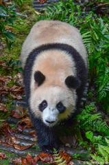 Ailuropoda melanoleuca