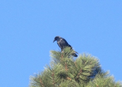 Corvus brachyrhynchos