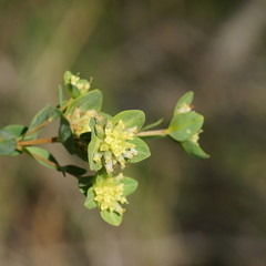 Pimelea flava flava