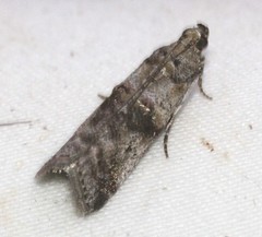 Conobathra hemichlaena