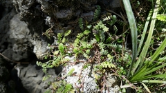Leptinella squalida squalida