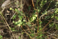 Pimelea flava flava