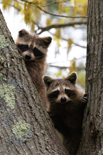 Common Raccoon photographed in Rhode Island