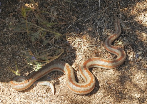 iNaturalist observation photo of Coastal Rosy Boa