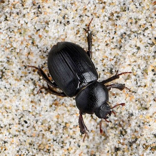 Keen's Stag Beetle
