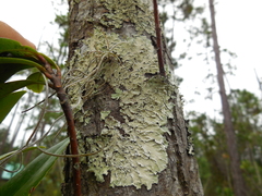 Canoparmelia cryptochlorophaea