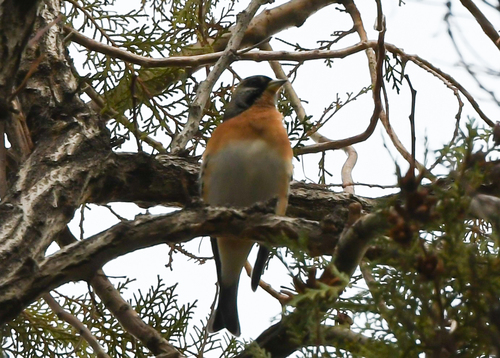 Brambling