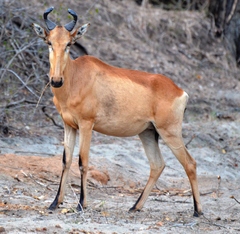 Alcelaphus buselaphus lichtensteinii