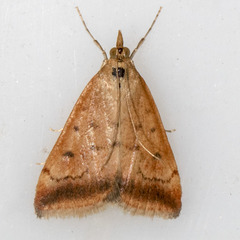 Pyrausta fodinalis