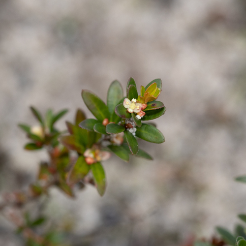 Dwarf micrantheum (Micrantheum demissum)