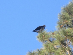 Corvus brachyrhynchos