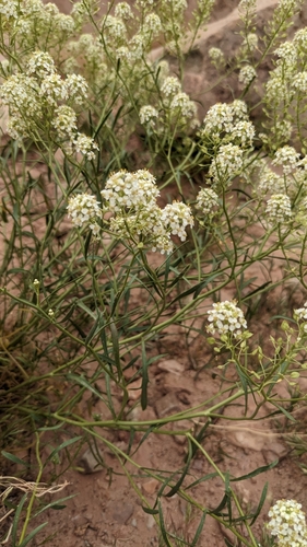 Image of Mountain Pepperweed (Lepidium montanum) by (c) Jake Armstrong, some rights reserved (CC BY)