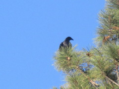 Corvus brachyrhynchos