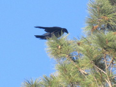 Corvus brachyrhynchos
