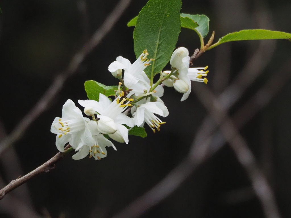 Alniphyllum pterospermum