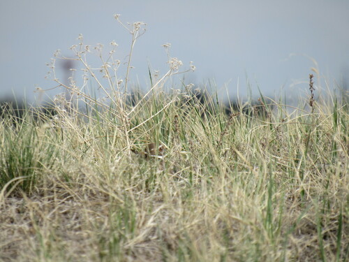 Killdeer photographed in Colorado