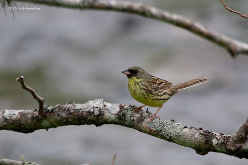 Masked Bunting