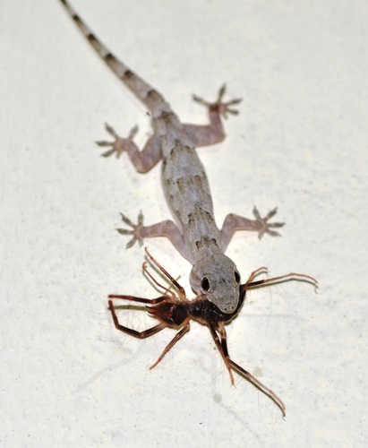 Tropical House Gecko, photo 8 of 8