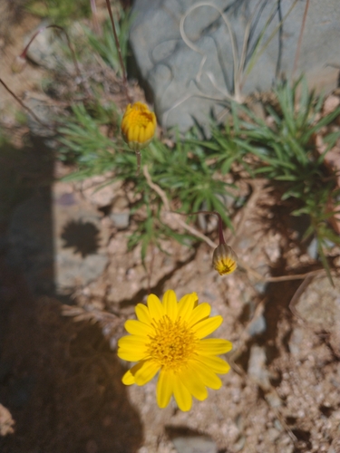 Image of Pectis longipes by no rights reserved