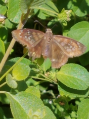 Ephyriades brunnea floridensis