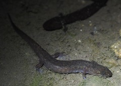 Desmognathus marmoratus