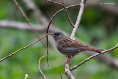 Emberiza variabilis