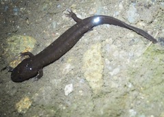 Desmognathus marmoratus