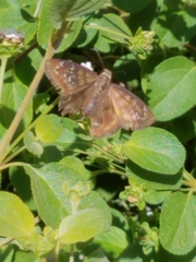 Ephyriades brunnea floridensis