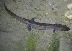 Desmognathus marmoratus