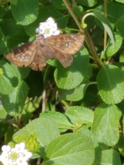 Ephyriades brunnea floridensis