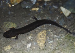 Desmognathus marmoratus
