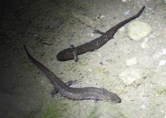 Desmognathus marmoratus