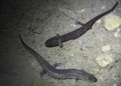 Desmognathus marmoratus