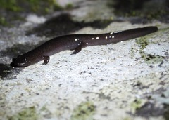 Desmognathus marmoratus