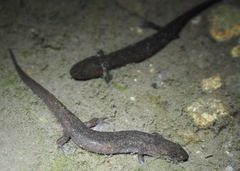 Desmognathus marmoratus