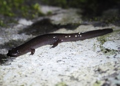 Desmognathus marmoratus