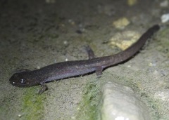 Desmognathus marmoratus
