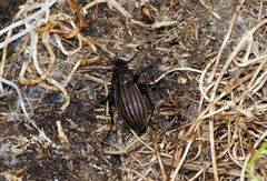 Carabus melancholicus