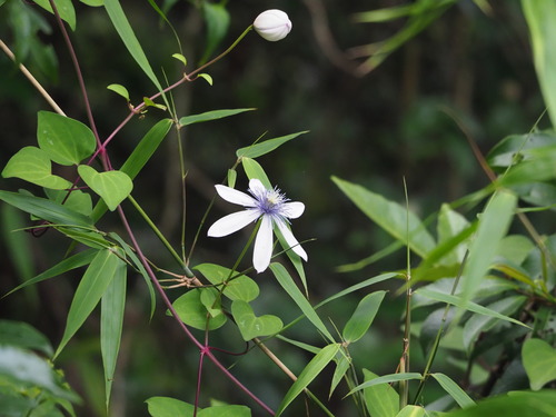 Clematis akoensis, photograph 1