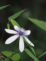 Clematis akoensis, photograph 葉子, CC0, iNaturalist via GBIF