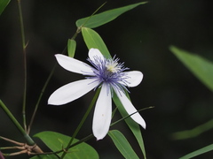 Clematis akoensis