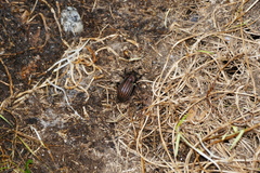 Carabus melancholicus