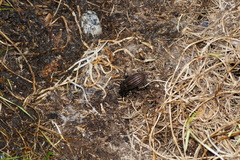 Carabus melancholicus