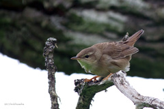 Helopsaltes ochotensis