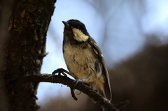 Periparus ater